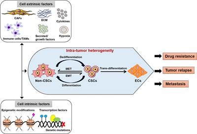 Interplay between Solid Tumors and Tumor Microenvironment